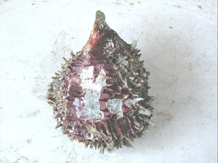 Spondylus spinosus